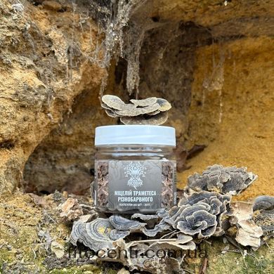 Mycelium trametes raznotsvetnogo Lisovyk 60 capsules